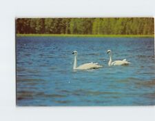 Postcard Beautiful Trumpeter Swans Yellowstone National Park USA picture