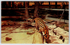 1973 posted postcard 5.5x3.5 inch SNAKE-A-TORIUM Panama City Beach Florida picture