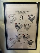 1941 W. M. Welch Science Chart - Mendel's Law Chart - Antique Chickens Poster picture