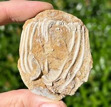 Rare Fossil Crinoid Acrocrinus shumardi Alabama Bangor Limestone Formation picture