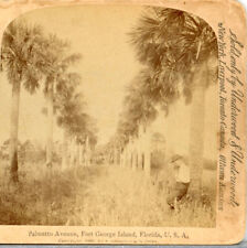 FLORIDA, Palmetto Ave., Ft. George Island, c.1895--Underwood Stereoview T7 picture