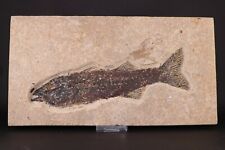 Fossil Fish 7.7