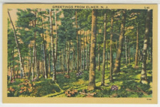 MD Postcard Greetings From Elmer, NJ View Of Forest c1940s vintage Linen B22 picture