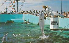 Vintage Florida Chrome Postcard Marineland Feeding Time Marine Studios Porpoise picture