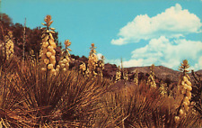 Yuccas in Bloom in the Southwest, Early Spring, Vintage Postcard picture