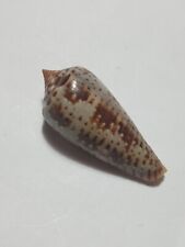 sea conidae conus sp 36 mm..item #51 picture