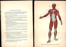 Human Body Anatomy Illustrations 1902 - 3 picture