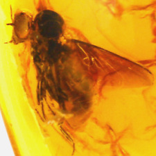 Baltic Amber Fly Insect Prehistoric Inclusion & 4x Magnifying Case picture