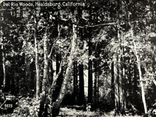 Del Rio Woods Healdsburg California 1927 Vintage Postcard Pacific Novelty #5833 picture