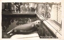 RPPC Leopard Seal at The Aquarium Point Defiance Park Tacoma Washington Postcard picture
