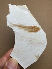 30g Jurassic Period lycoptera fish rock specimen Western Liaoning china picture