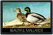 Postcard - Beautiful Mallards picture