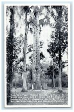 The Big Tree Oldest Cypress Between Sanford And Orlando FL Vintage Postcard picture