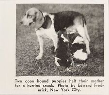 1939 Magazine Photo Two Coon Hound Puppies Feed from Mother in Field picture