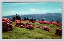 Roan Mountain NC-North Carolina, Catawba Rhododendron In Bloom, Vintage Postcard picture