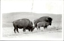 postcard rppc - Buffalo at Wind Cave National Park  picture