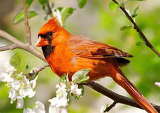 Cardinal -  POSTCARD Northern Male Wild Bird- 3D Greeting Card picture