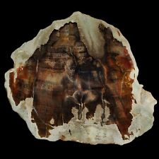 334 Gr AMAZING PICTORIAL PETRIFIED WOOD SLICE POLISHED FROM INDONESIA picture