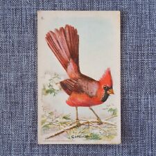 CARDINAL #6 Arm & Hammer Useful Birds of America Fifth Series Trading Card 1933 picture