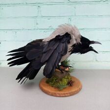 Hooded Crow (Corvus cornix) Taxidermy Stand  Mount #34 Eurasian Raven Gothic picture