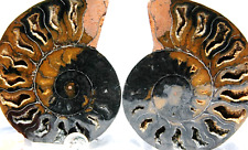 Large Ammonite Pair Great Crystals 110mm 110 myo Dino age FOSSIL 4.4