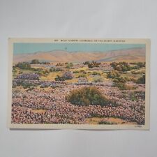 Verbenas Wild Flowers On The Winter Desert CA California Vintage Postcard picture