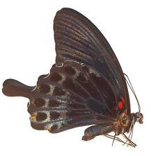 LEPIDOPTERA, PAPILIONIDAE, PAPILIO LOWI (male) from PHILIPPINES picture