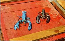 Live Rare Blue Maine Lobster Postcard Fishing Wildlife Chrome 6F picture