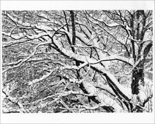 Original vintage artist proof print of snow trees from film 1995 Sutherland picture