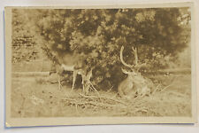 Vintage RPPC Postcard, Elk Deer at Finn Fur & Feather Inn, McCullough Bros picture