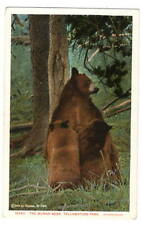 Postcard Mama BEAR CUBS 1916 HAYNES Yellowstone Trees Antique picture