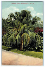 c1910's Palmetto Tree at Hotel Grasmere Bermuda Antique Unposted Postcard picture