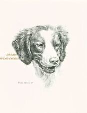 #89 BRITTANY SPANIEL  portrait dog art print * Pen and ink drawing * Jan Jellins picture