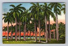 FL-Florida, Beautiful Palms in the Sunshine State, Antique Vintage Postcard picture