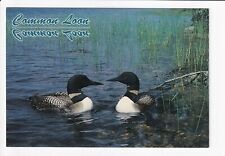 Vintage Postcard Continental Common Loons with Chicks picture