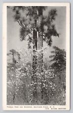 Postcard Typical Pine And Dogwood Southern Pines North Carolina picture