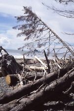 1997 Rialto Beach Ocean View Trees Shoreline Sand Washington 35mm Film Slide picture