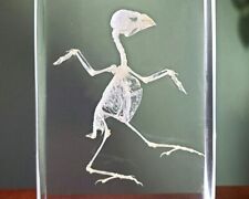 Bird Skeleton In Resin, Real Animal Skeletons, Oddities, Lonchura Punctulata picture