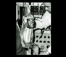First Monkey in Space PHOTO Rhesus Monkey Albert II, 1st Primate Space Flight US picture