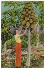 Meet Me At Papaya Tree Tropical Florida FL Girl In Garden Vintage Linen Postcard picture