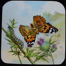 PAINTED LADY BUTTERFLY C1905 Magic Lantern Slide BRITISH BUTTERFLIES & MOTHS picture