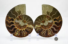 Cut Split Pair Ammonite Deep Crystal Cavity XXLARGE 6.3
