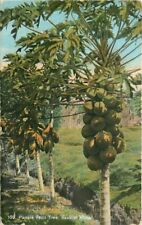 C-1910 Hawaiian Islands Papaia Fruit Tree #109 Private mailing Postcard 6948 picture