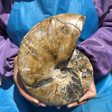 4.22LB  Natural Ammonite Fossil Conch Quartz Crystal Specimen HH489 picture