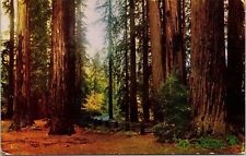 Giant Redwood Trees California Autumn Natural Scenic Landmark Chrome Postcard picture