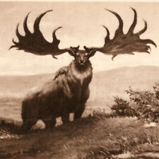 Vintage 1930s Great Irish Deer Restoration Postcard History History Museum IL picture