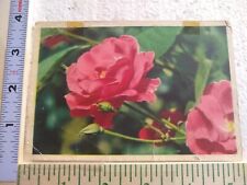 Postcard Beautiful Remontant Rose picture
