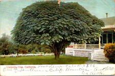 Vintage postcard - Umbrella Tree, California posted 1906 picture