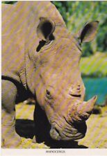 White or Square Lip Rhinoceros picture