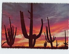 Postcard Giant Saguaros silhouetted against the red sky of a desert, Arizona picture
